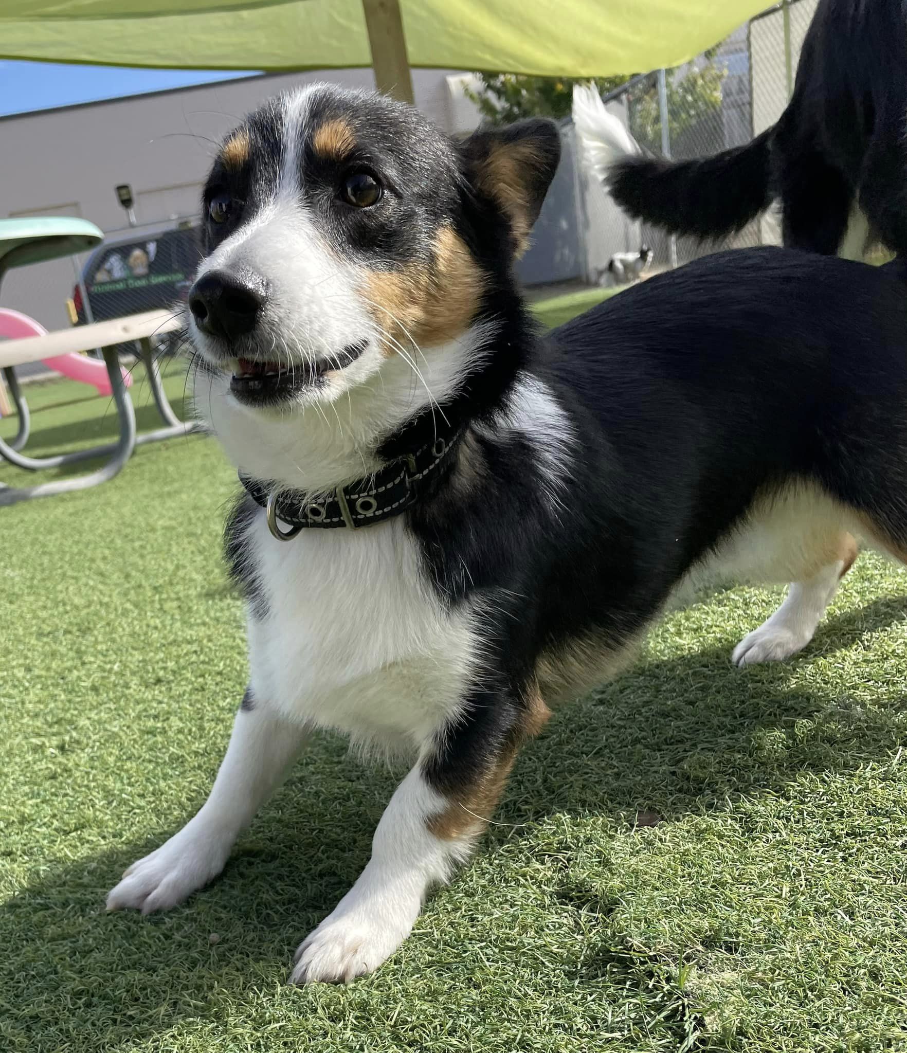 black and tan corgi puppy playing outside