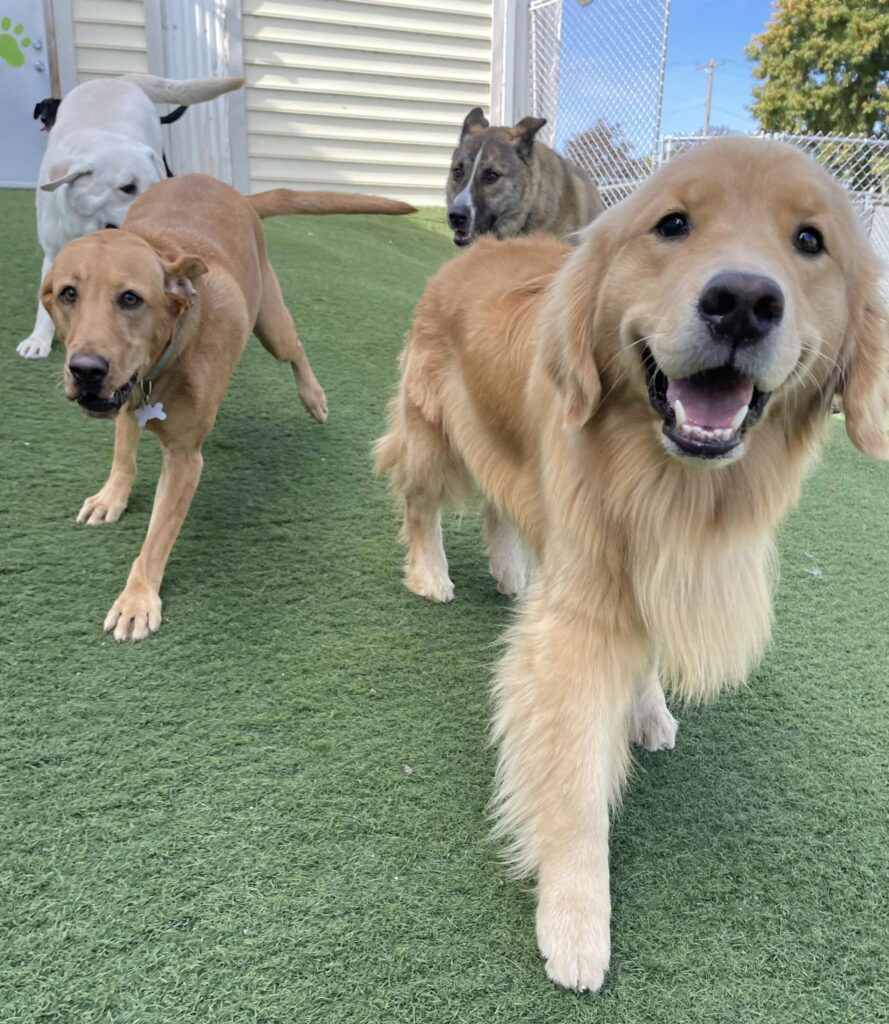 dogs playing outside at doggy daycare