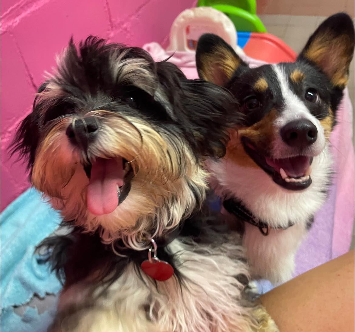 two cute small dogs playing in doggie daycare